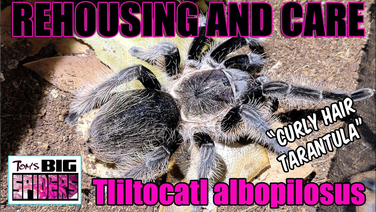 T. albopilosus 