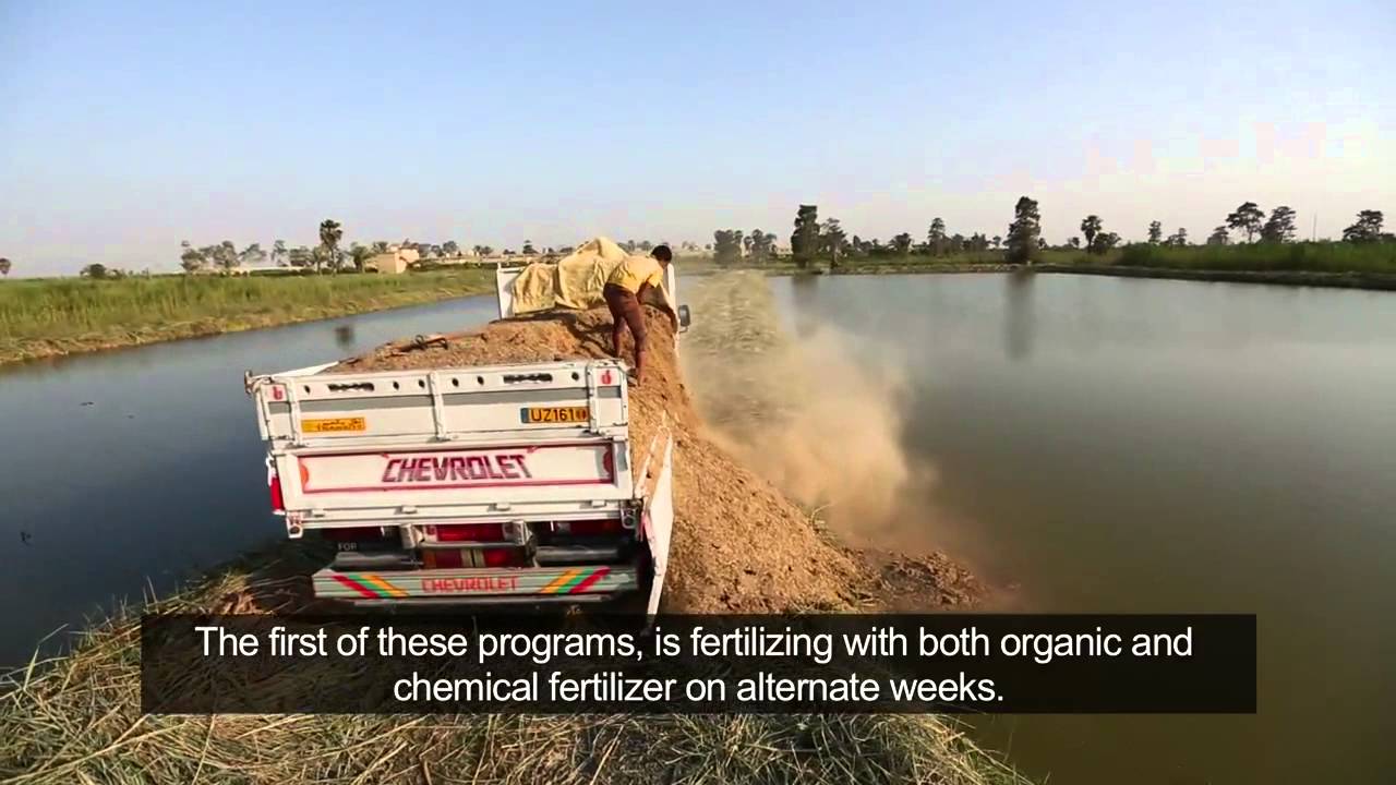 Fish Pond Fertilization