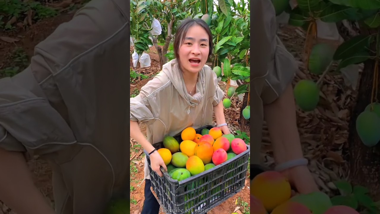 Sweet mango harvesting from mango tree 🎄🎄#shorts #mango #youtubeshorts  #fruit