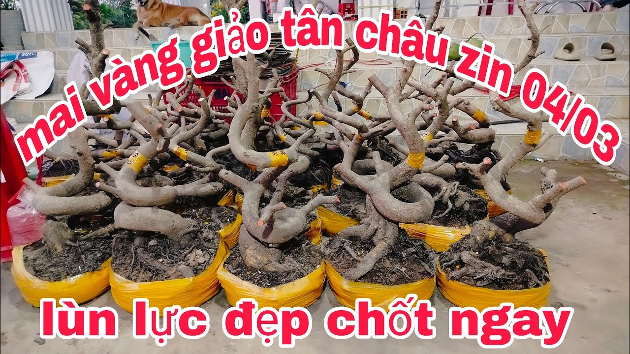 Mai vàng giảo tân châu zin 04/03 Zalo 📱 0974483509 Cường con mong cô chú ủng hộ!!!