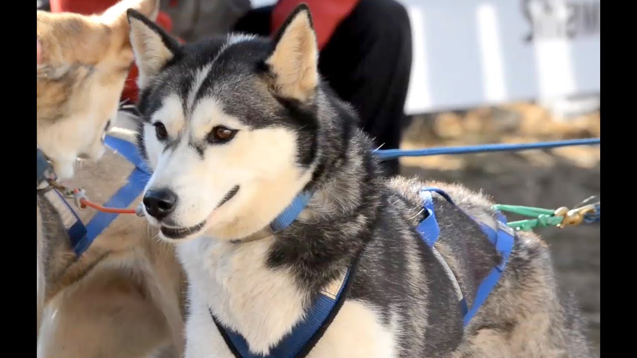 Born to Run: Dryland Dog Mushing / Carting National Championship