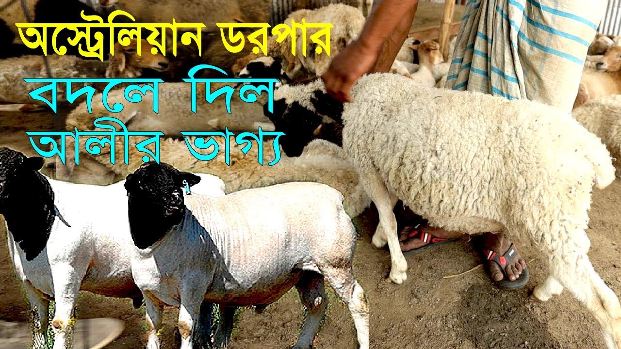 ১১ লক্ষ টাকার ভেড়া বিক্রিয় || খুব খুশি খামারি | অস্ট্রেলিয়ান ডরপার পালন করতে পারেন আপনিও