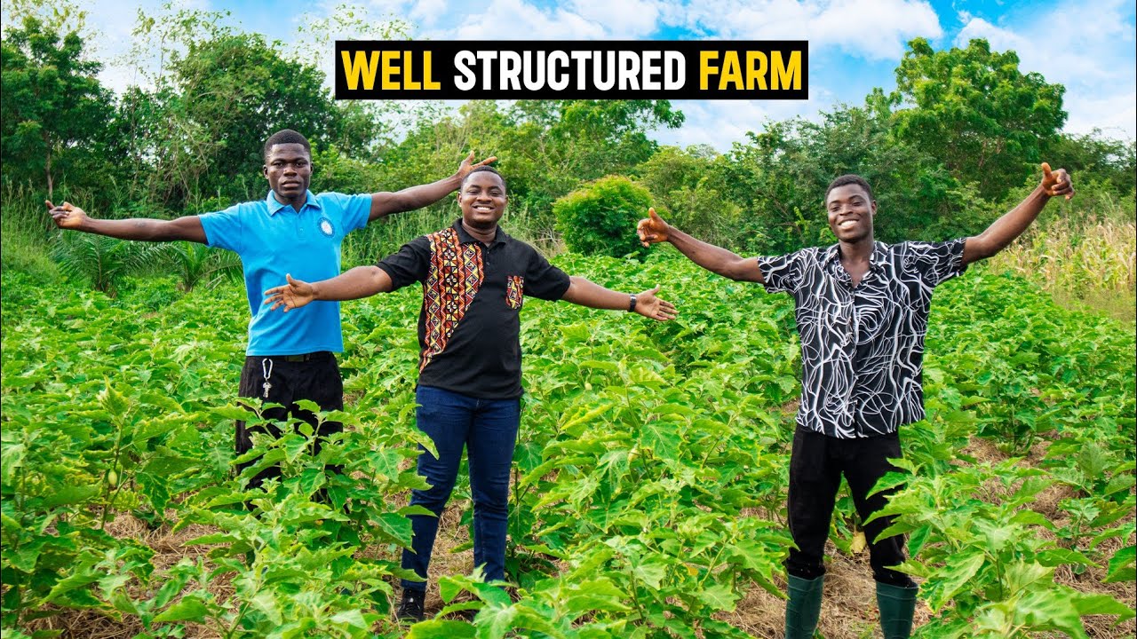 Farm Tour | Inside a Well Organized Vegetable Farm in Ghana #veggies #agriculture #farmtour