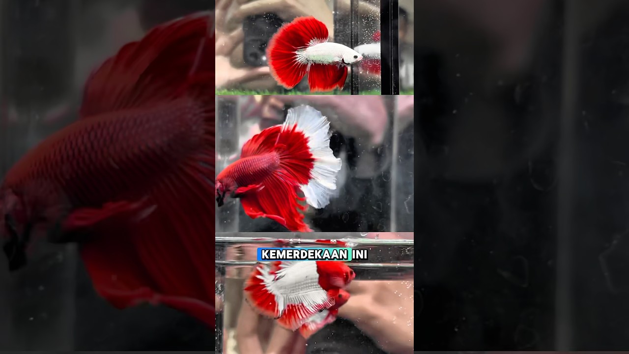 Ikan cupang warna bendera indonesia! Sesuai dengan hari kemerdekaan! #ikancupang #fishcupang