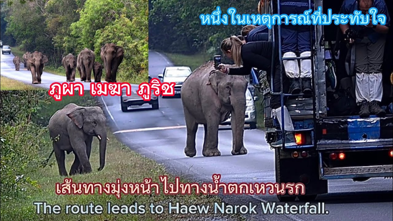 Ep 485 เรื่องราวของภูผา เมฆา ภูริช ในโขลงแม่ด้วน แห่งความเฟี้ยว#wildlife #เขาใหญ่ #elephant #ช้าง