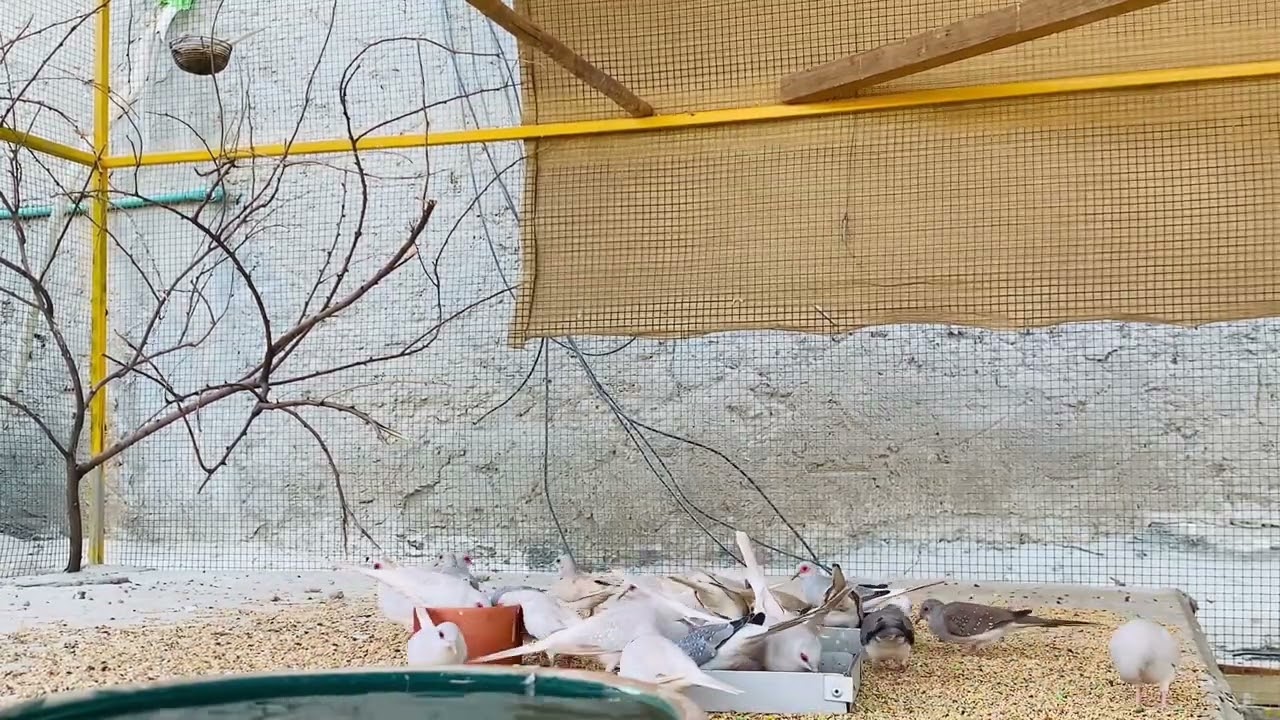 اليمام الماسي والوان البريلينت