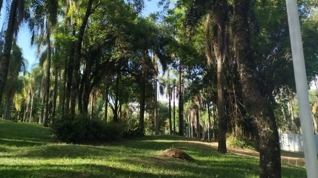 Parque das palmeiras 🌴 🌴 🌴 