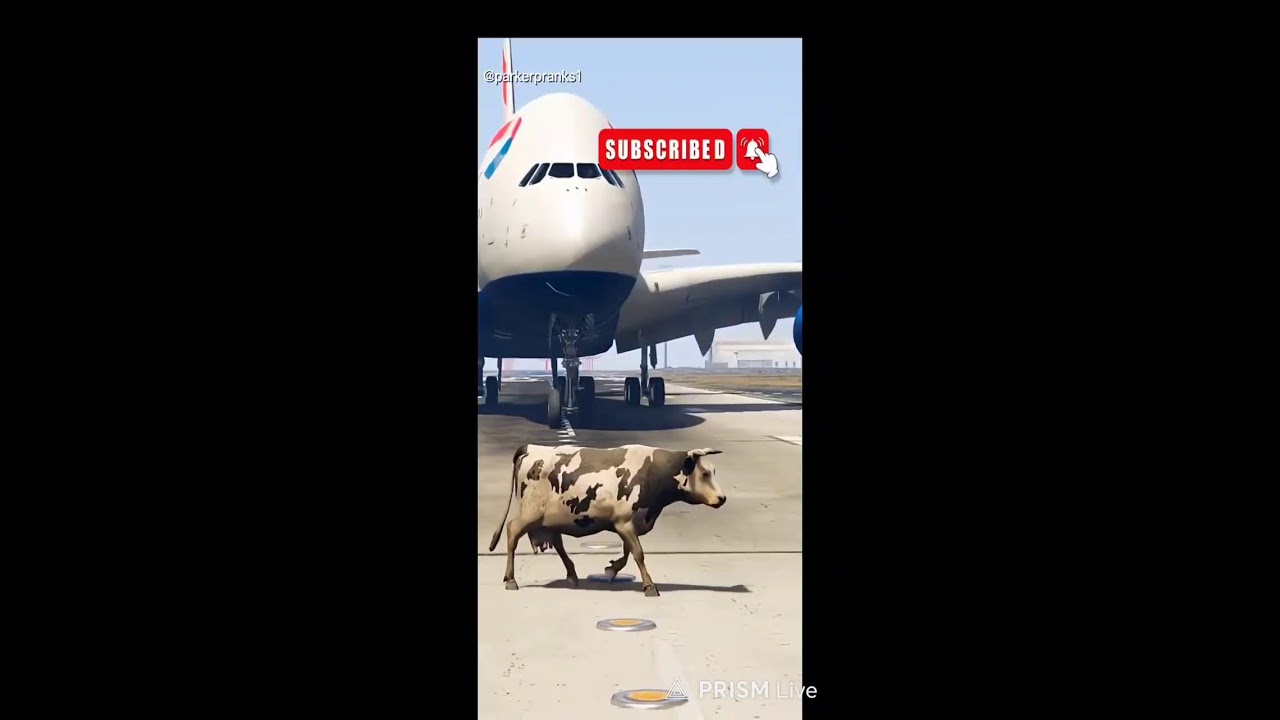 Cow Accidentally Comes Runway During Airplane Emergency Landing