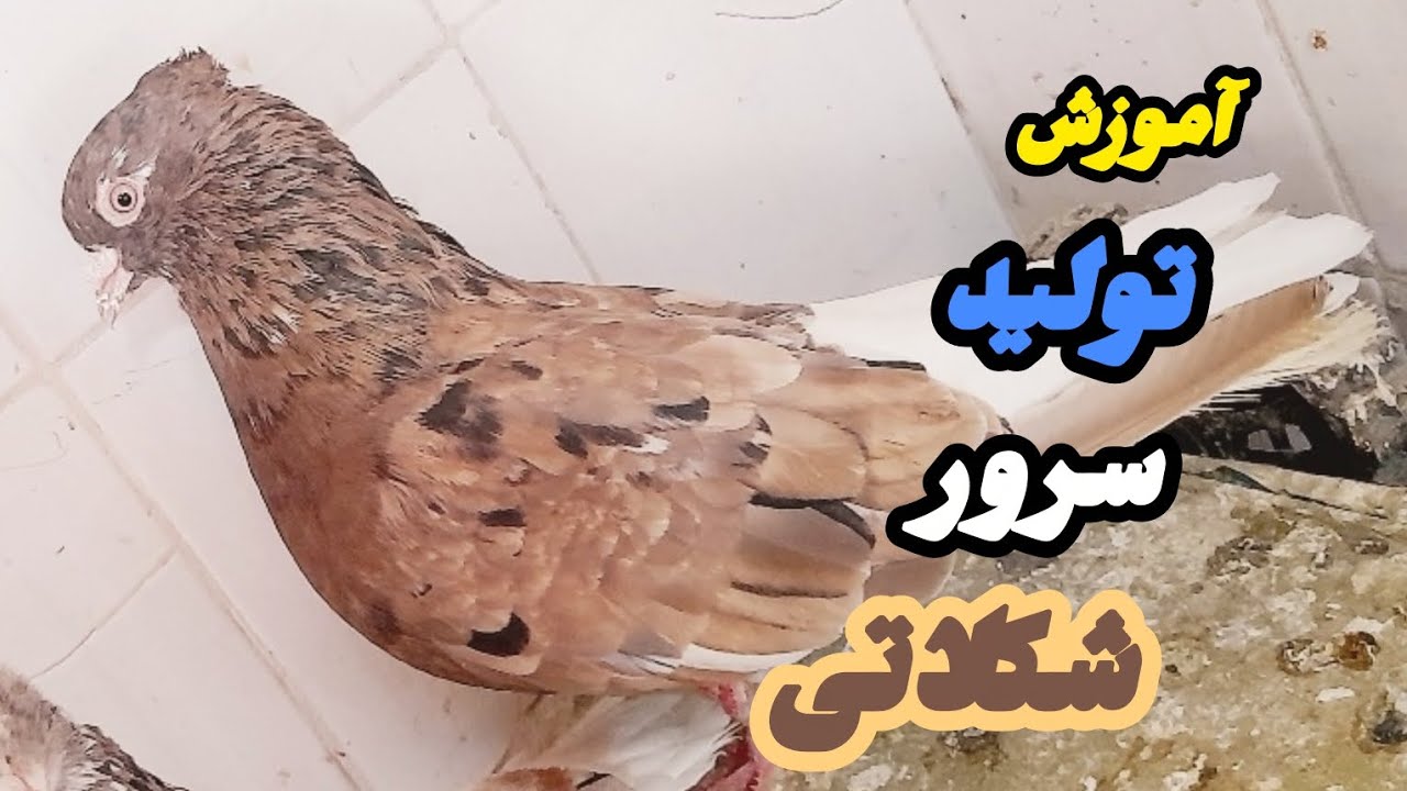 آموزش تولید سرور شکلاتی