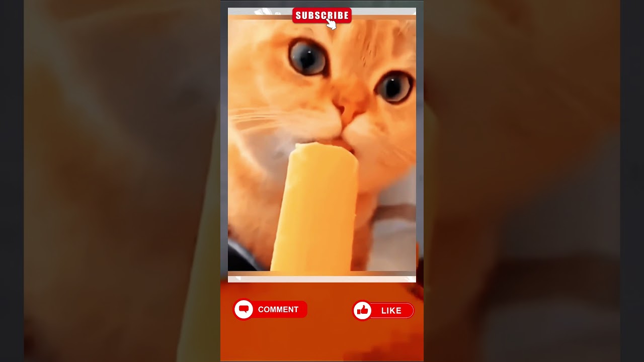 😂🐶🐱 EPIC PET CHAOS 2.0! Смешные животные / 搞笑宠物续集 / فوضى_حيوانات_2 #ViralPets 🇺🇸🇷🇺🇨🇳🇸🇦 #PetChaos