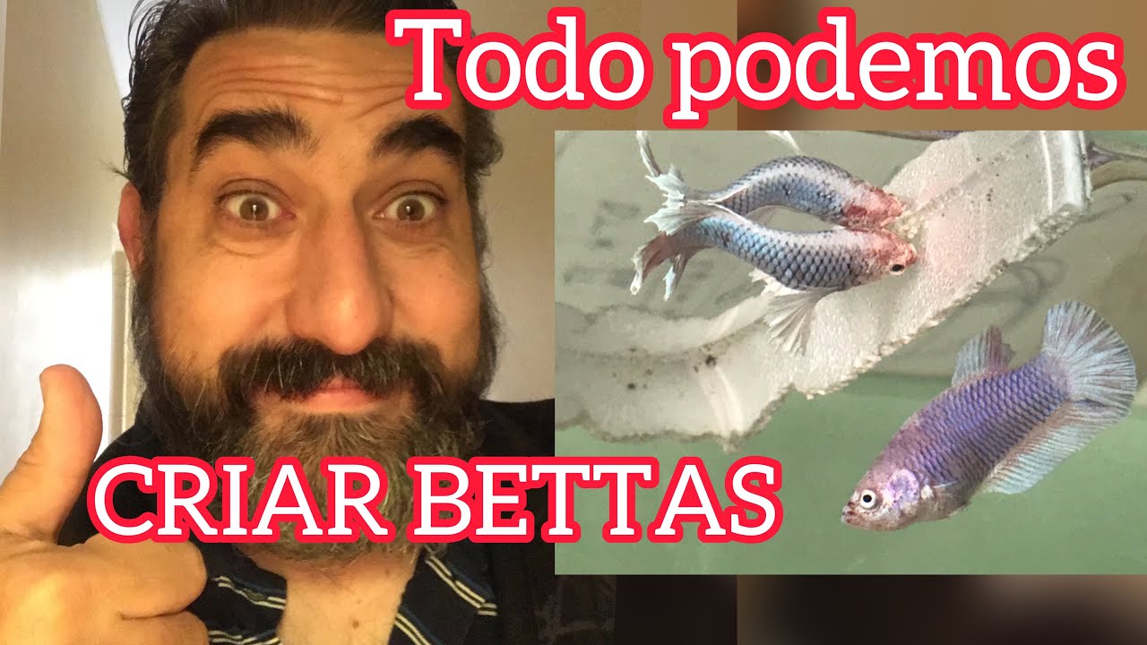 TUTORIAL Como criar bettas de forma FACIL SIN ESPACIO! Bettaclubargentina 2021