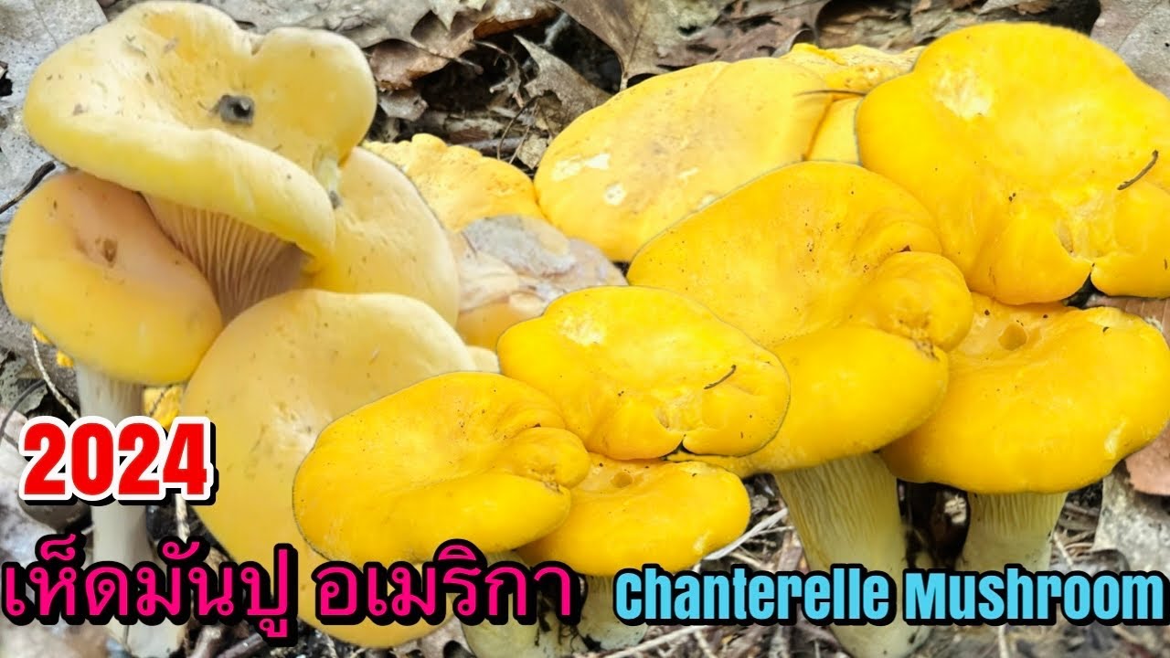 เก็บเห็ดมันปูฝรั่งล่าสุด 2024 Chanterelle Mushroom เห็ดเหลืองป่าอเมริกา นิวยอร์ก