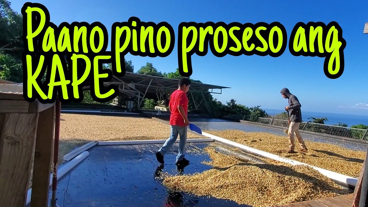 PAANO PINO PROSESO ANG KAPE (Part 1)