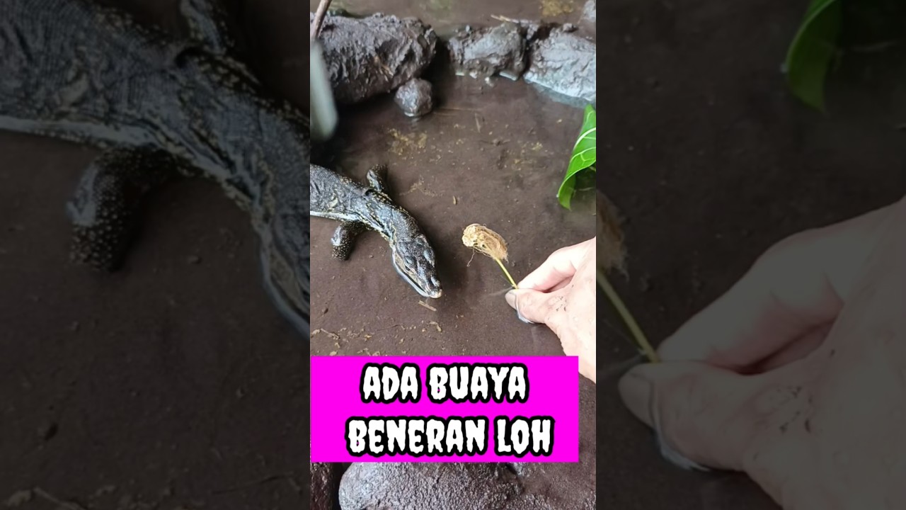 PADAHAL ADA DI BELAKANG NENEK  - IKAN CHANNA 