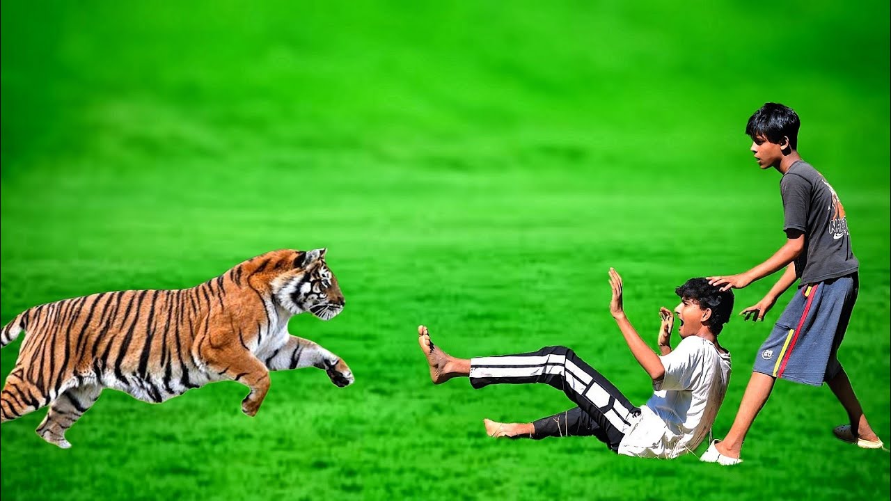 Tiger Attack Man In The Forest | Tiger Attack Human In The Forest | Tiger Attack Fun Made Movie 