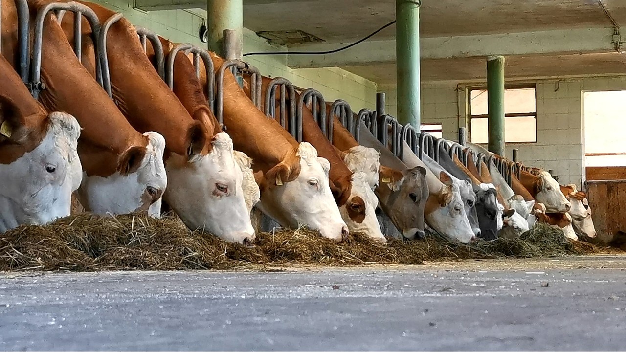 Farm Chores on a Small Dairy Farm