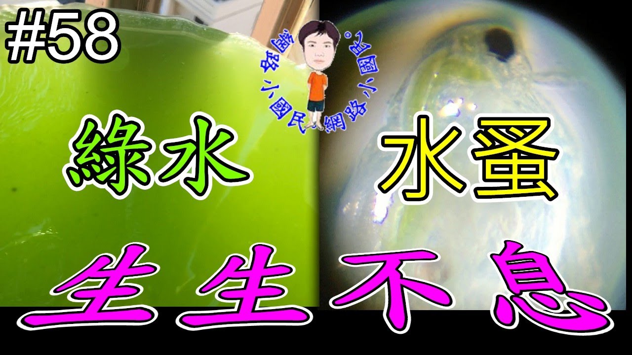 生生不息之綠水與水蚤||後續經驗分享||太陽能利用；Green water with water fleas