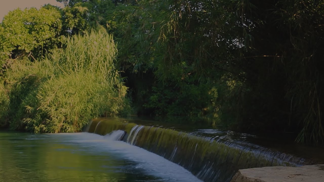 Música NATURALEZA relajante bosque pájaros 🌲😊 | 45 min | para relajarse y antiestrés Rio Sènia