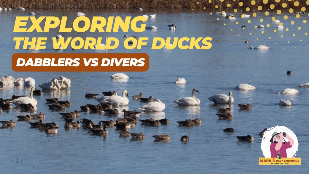 Exploring the World of Ducks: Dabblers vs Divers