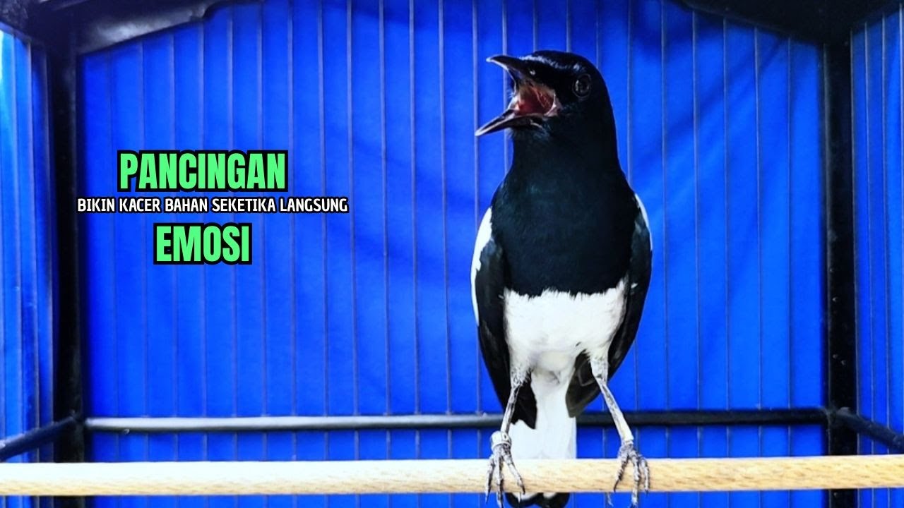 PANCINGAN KACER bahan SUSAH bunyi, KACER GACOR NGEPLONG bikin KACER MANAPUN ikut GACOR