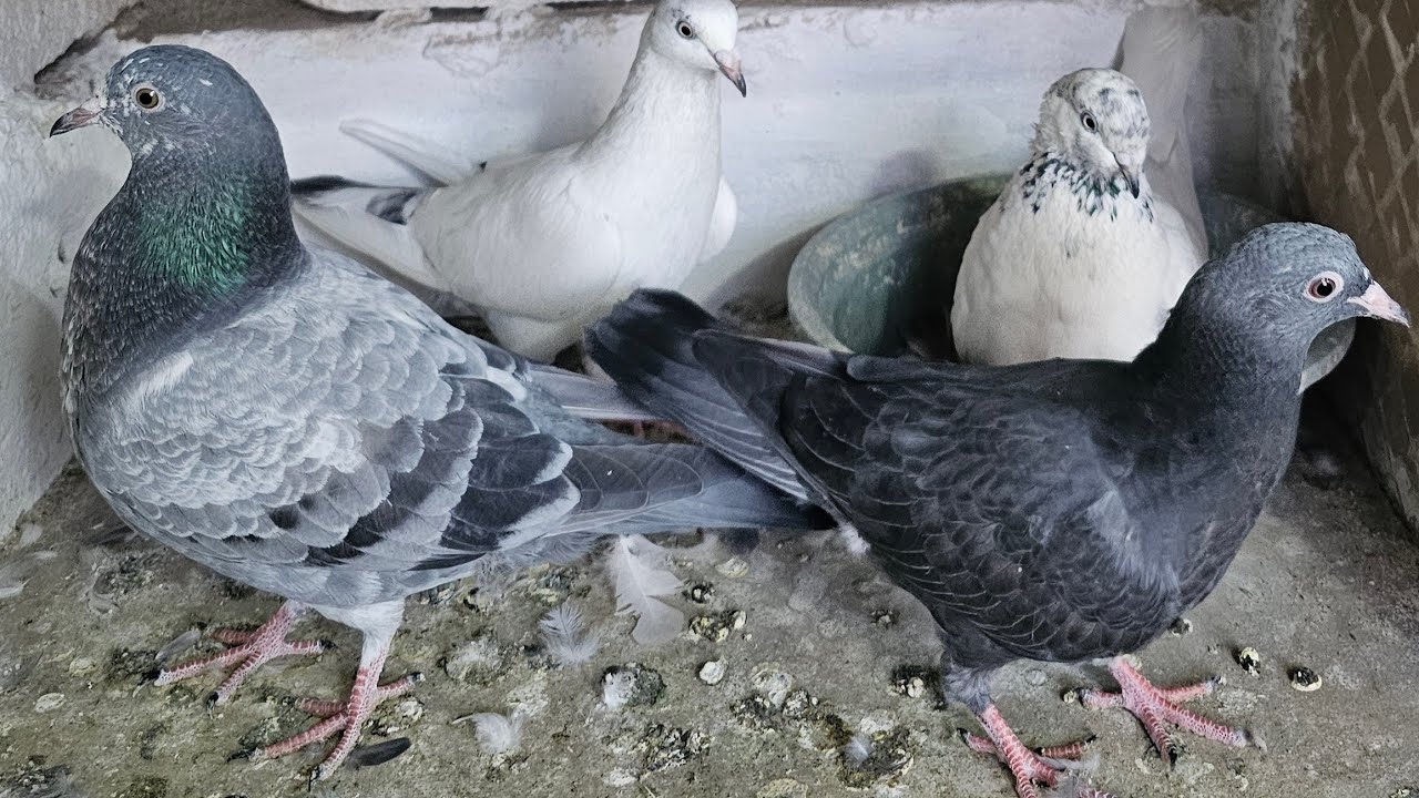 ❤️🕊🕊KGN pigeon loft Gautam  is live🕊🕊❤️