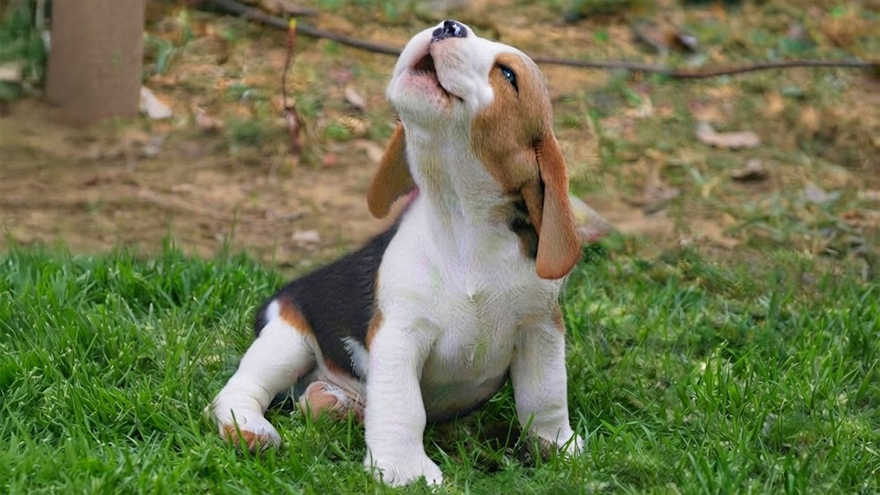 You Will Die From The Cuteness of These PUPPIES! 😂 Funniest Puppy Videos of 2026