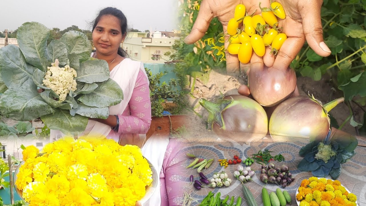 Mana terrace Garden lo harvest chesina veru verity vegetables#shot#harvest#garden