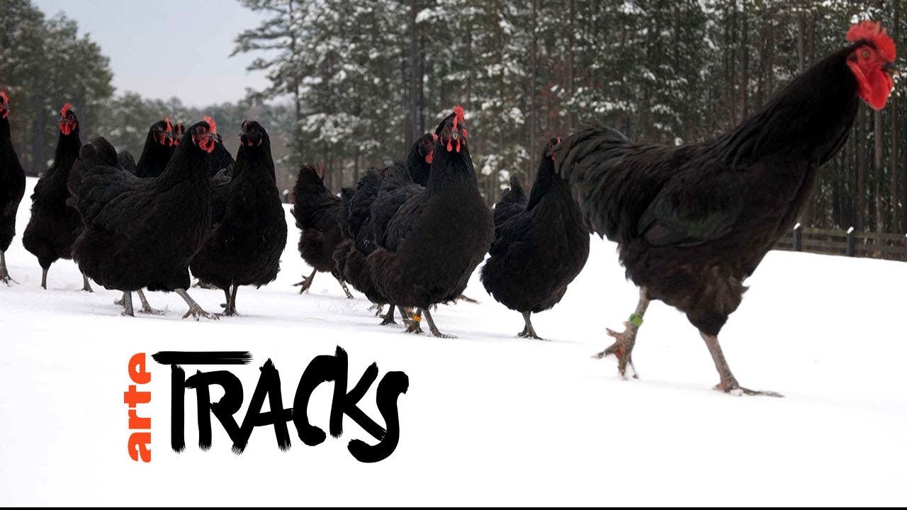 Les poules sont-elles l’avenir de l’humanité ? - ARTE