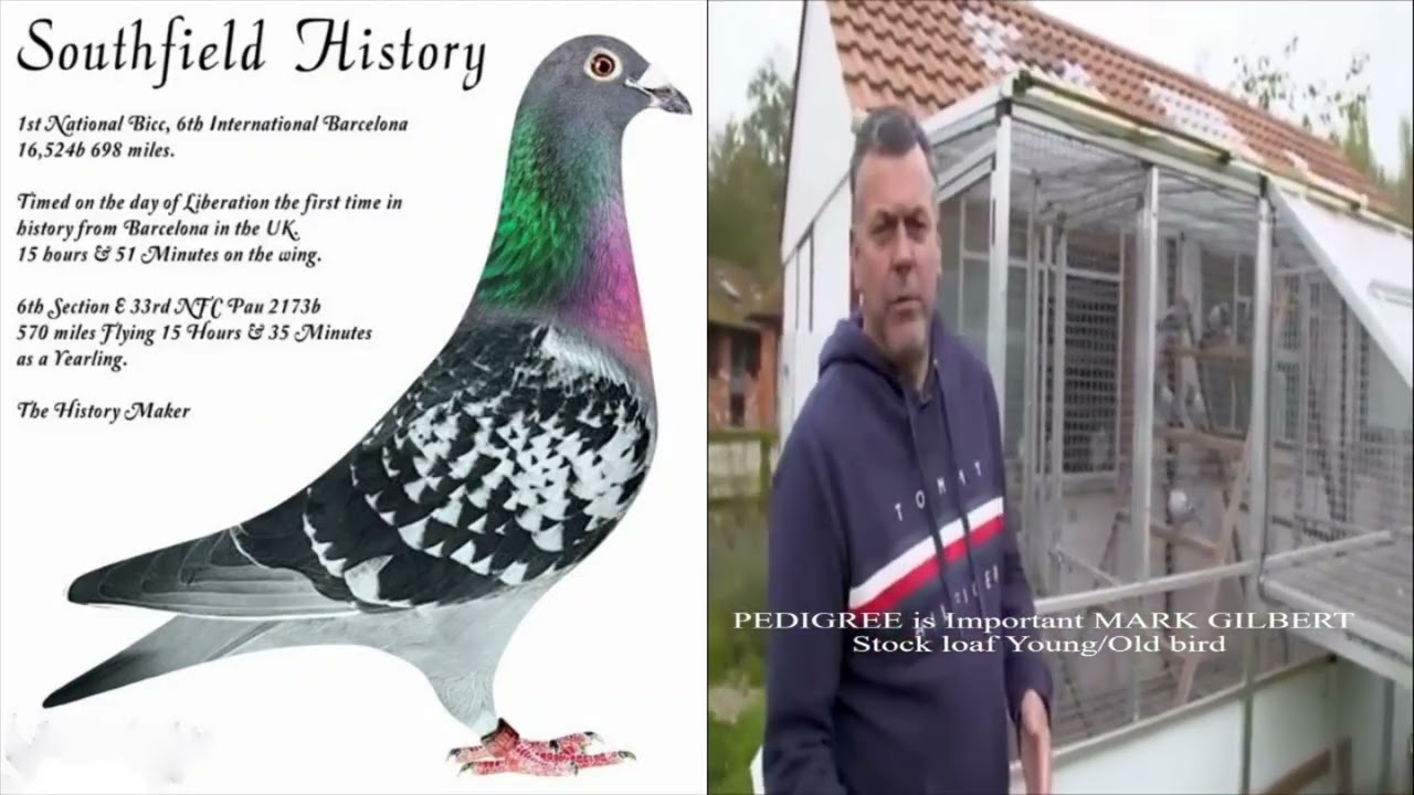 MARK GILBERT Stock loft Young/Old bird PEDIGREE is Important