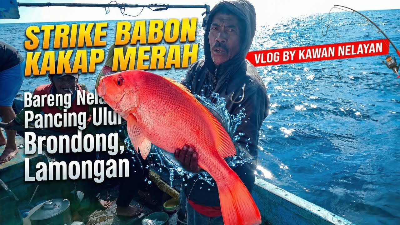 Strike🤩 babon kakap merah 🥰🤩 javanese red snapper handline fishing