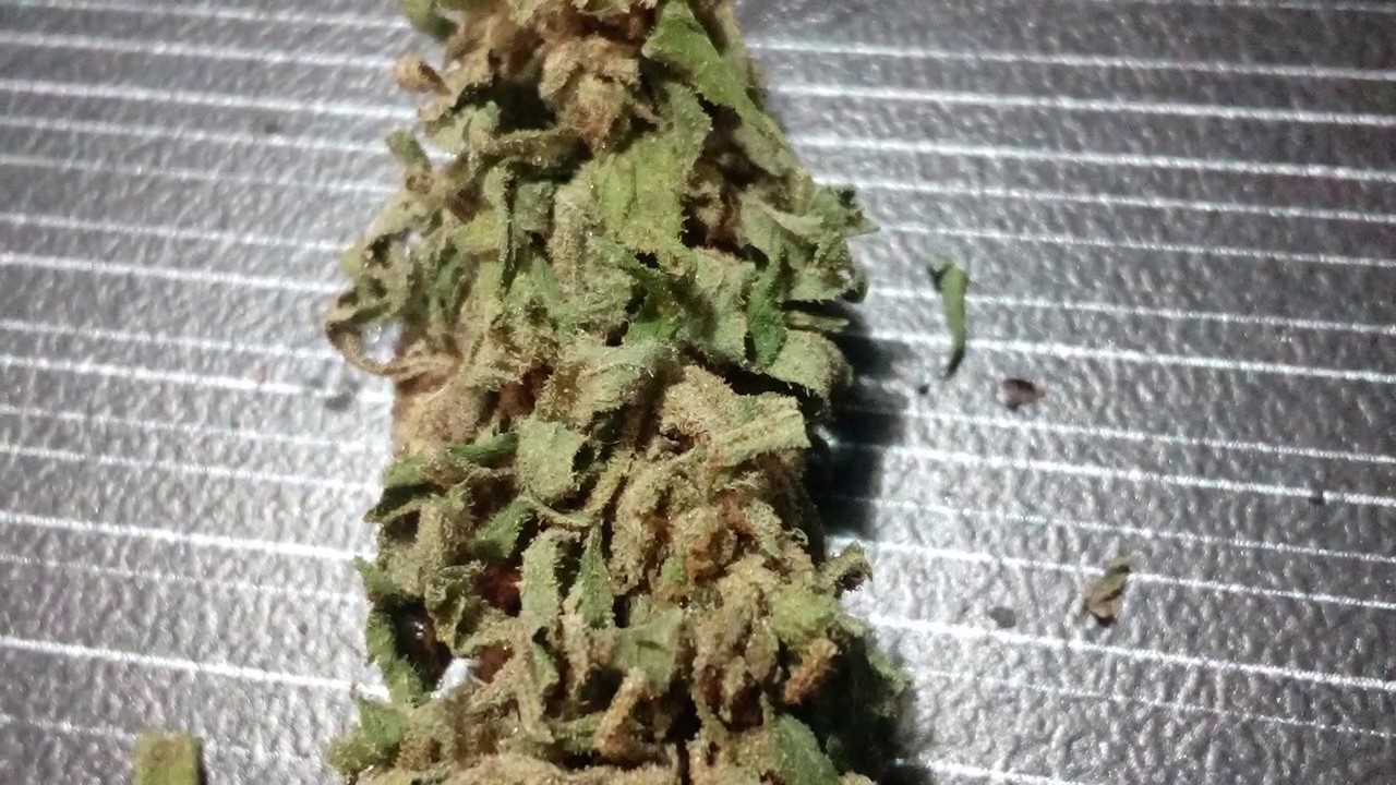 Indoor grow week 1 of flower and update.