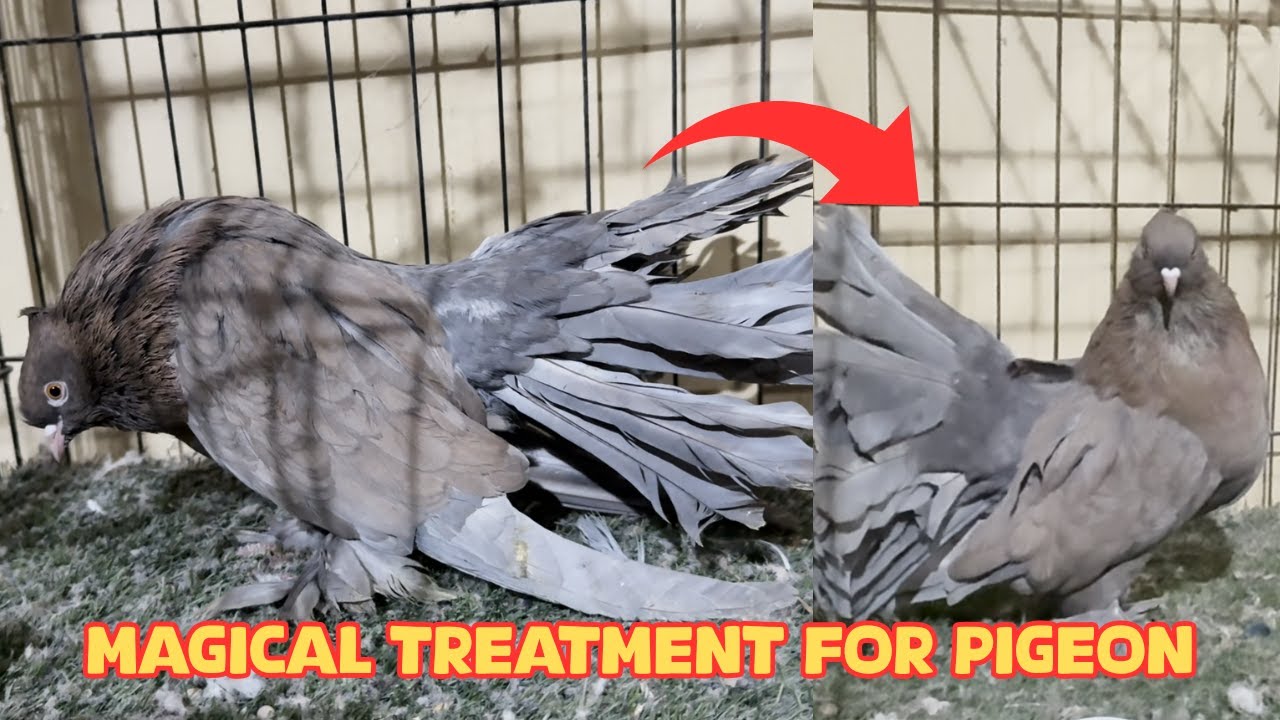 Pigeon ki Bimari ka Ilaj kia || Pigeon Treatment with Protean Pigeons Capsules | Ehtisham's Loft