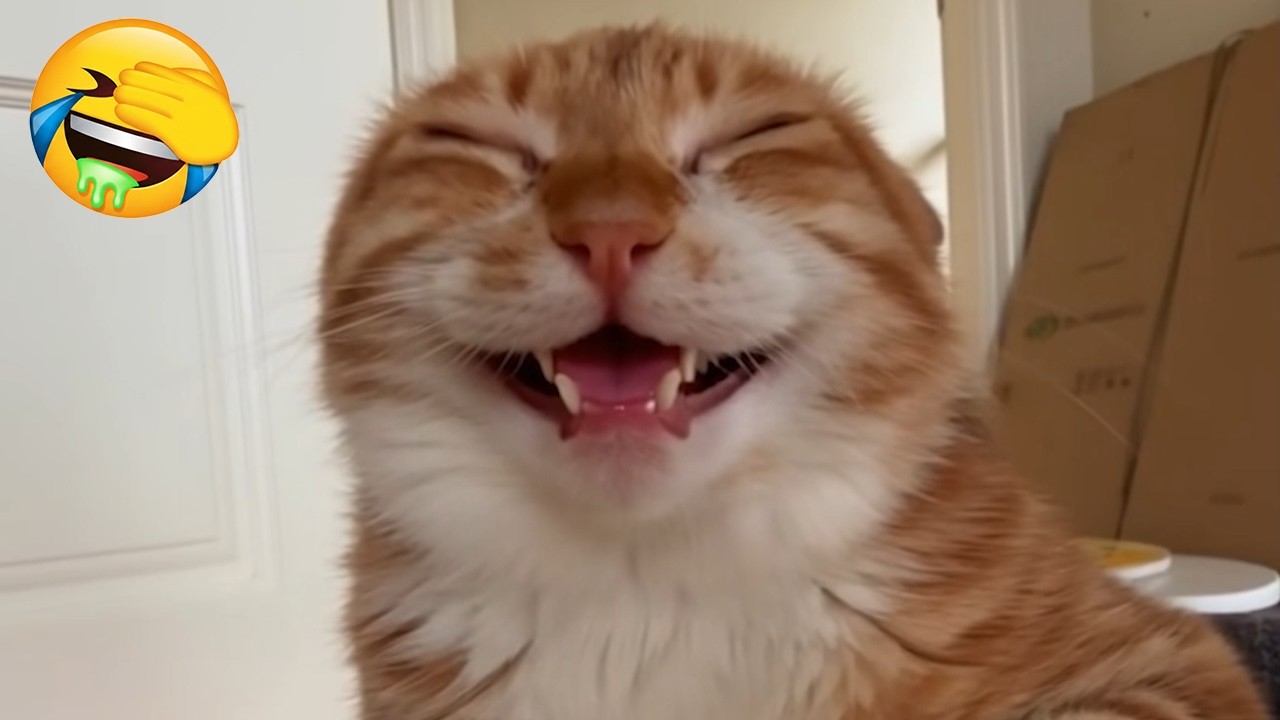 Новые самые смешные видео с котами 😼Попробуйте не засмеяться😜Ежедневная порция интернет-котов. Ча...