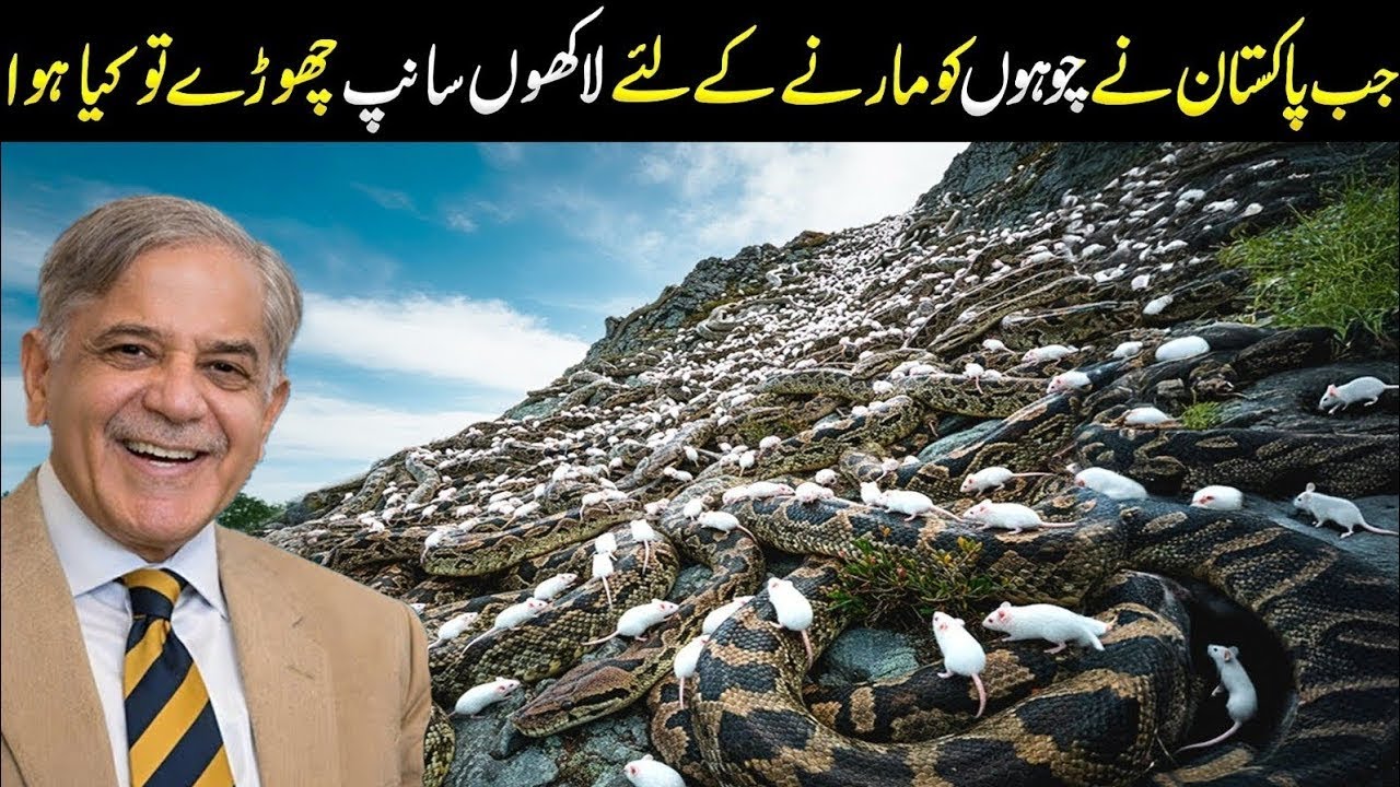 What Happened After 10 Years When Pakistan Released Thousands of Snakes in Balochistan?