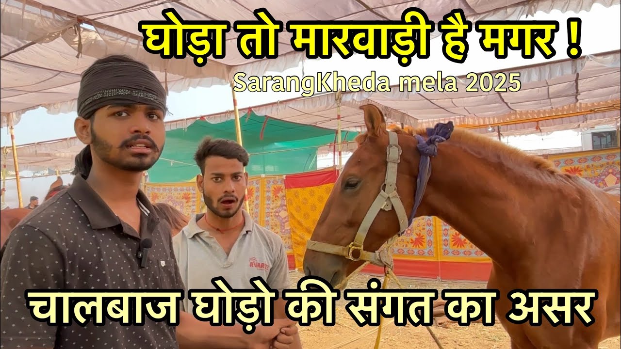 UP से आये मारवाड़ी काठियावाड़ी सिन्धी चालबाज और बौने घोड़े | SarangKheda Horse Mela 2025 live update