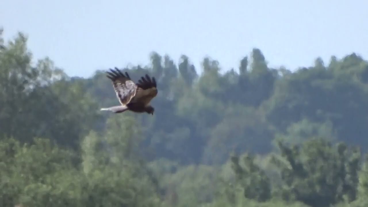 Marsh Harrier hunting over Strumpshaw Fen, Norfolk, on 3 June 2023