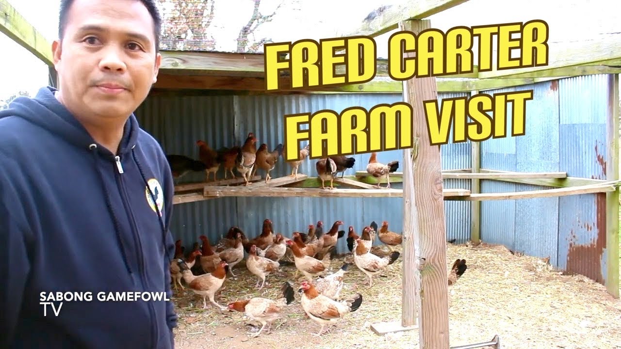 Farm Visit @ Fred Carter Breeding Pen.Part 2 🐓