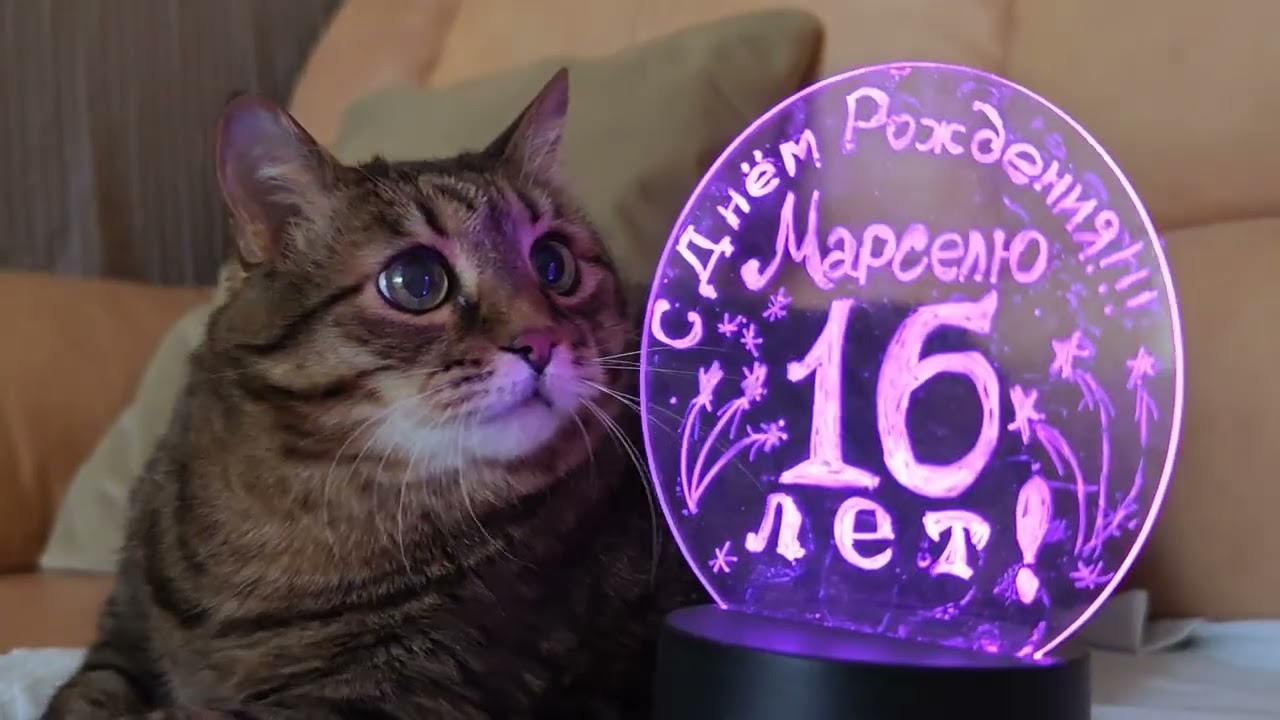 Сегодня праздник у кота🥳😻🎁🤩