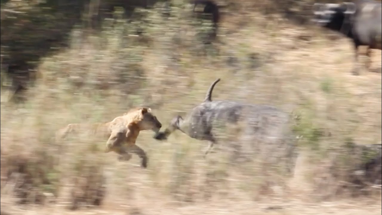 LIONS Hunt BUFFALO (Kambula pride)