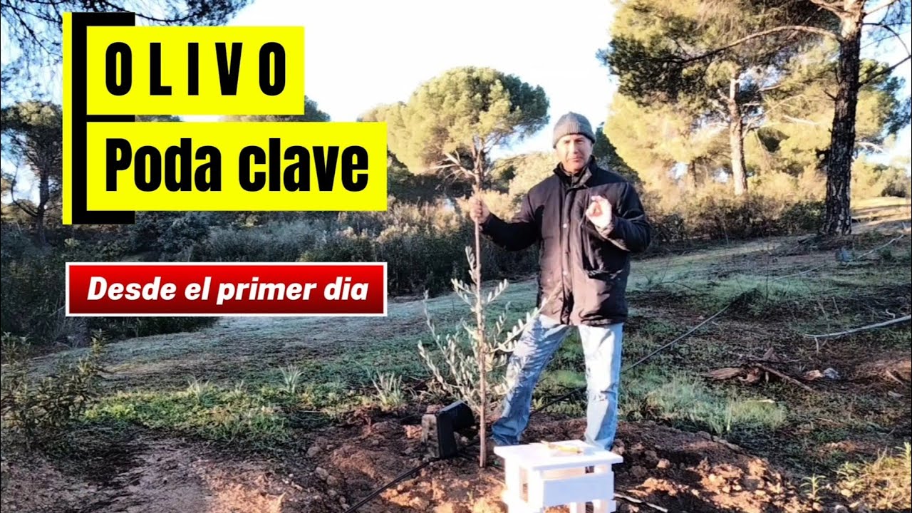 🌳🫒 Dos métodos de formar un OLIVO JOVEN… ¿cuál es la mejor PODA?