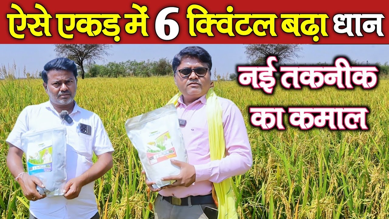 ऐसे 6 क्विंटल प्रति एकड़ बढ़ा धान उत्पादन खरीफ में ?||New technology in paddy cultivation in CG