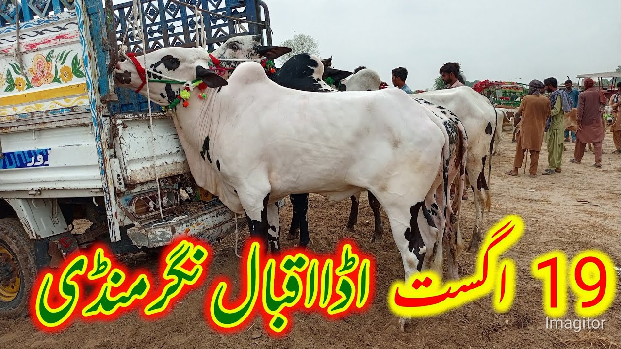 Today Ada Iqbal Nagar mandi latest video 19August 2025 khire bachade Dhani wale janwar Naaz farming 