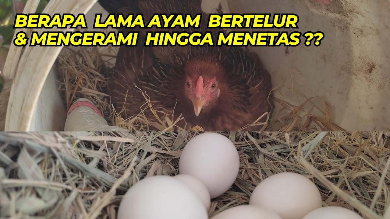 BERAPA LAMA AYAM MENGERAMI TELURNYA