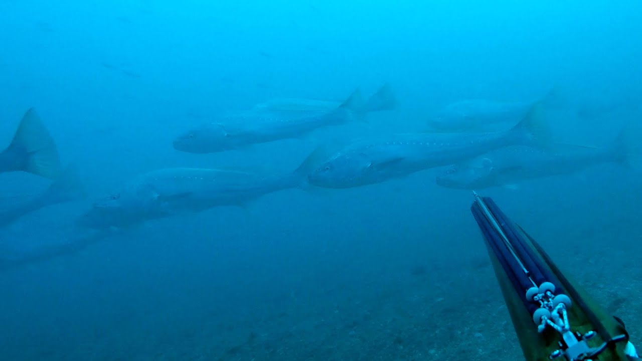 corvina de 15kg y denton de 3kg de Olivier Simon del equipo Evo1sub