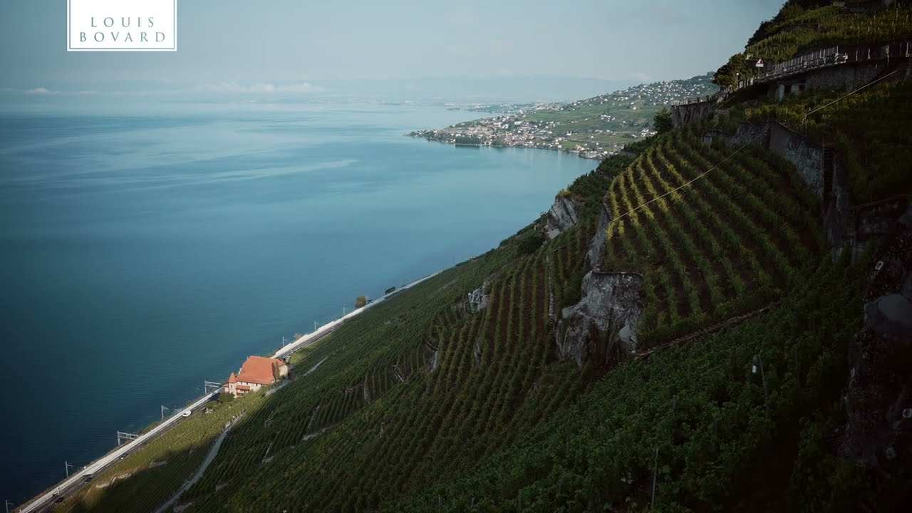 Domaine Bovard - La Medinette D&eacute;zaley