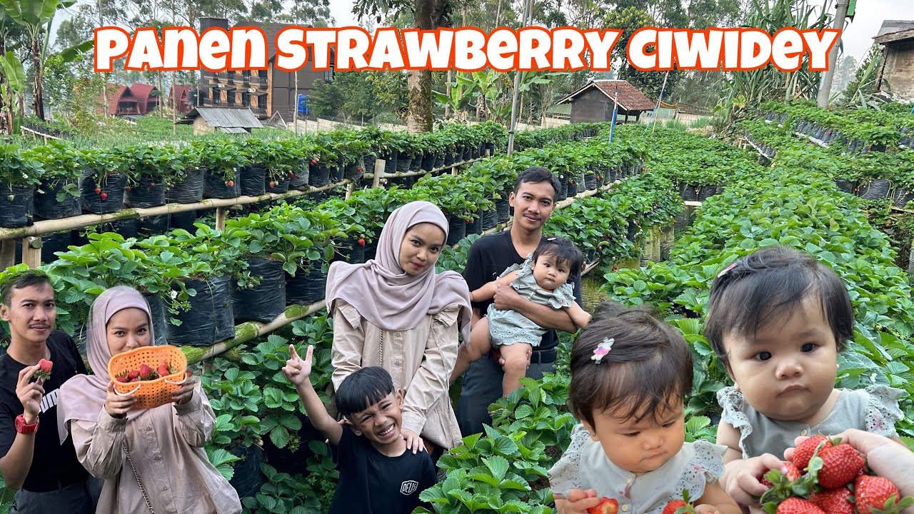 PANEN STRAWBERRY CIWIDEY, BUAHNYA BESAR DAN MANIS🍓🤤.