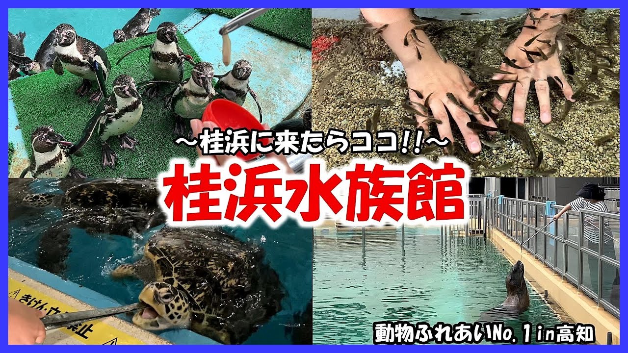 【桂浜水族館】動物ふれあいNo 1in高知～桂浜にきたらココ!!～