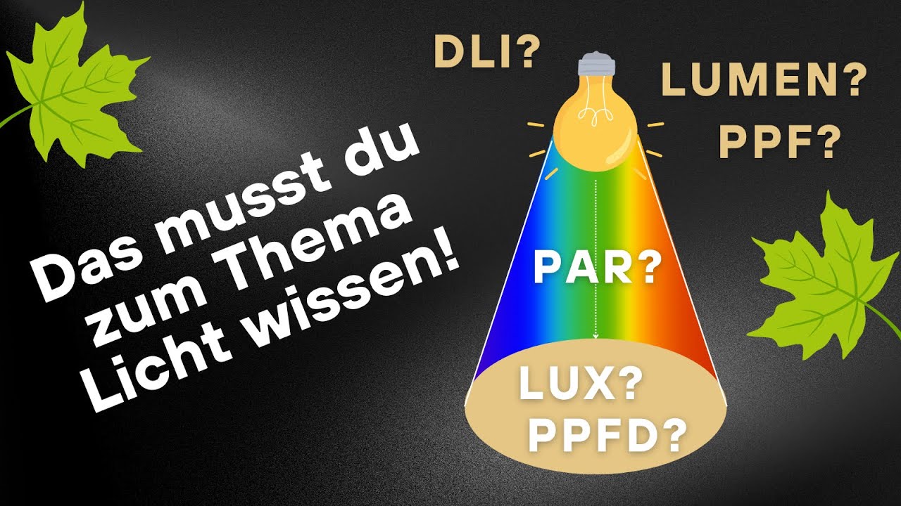 Cannabis Lichtintensität: Was sind PPF, PPFD und DLI?