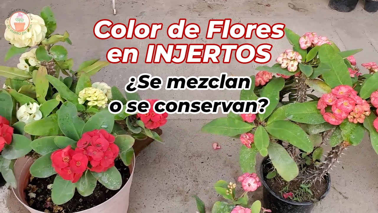 Color de FLORES en plantas INJERTADAS - Coronas de Cristo