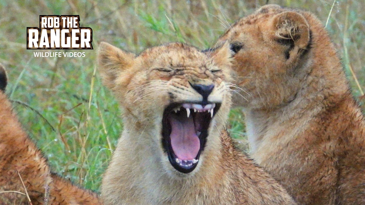 Lion Pride Slowly Becoming Active | Maasai Mara Safari | Zebra Plains